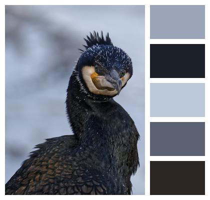 Great Cormorant Bird Bokeh Image